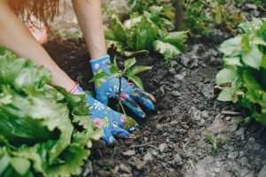 Agricultura orgânica: equilíbrio ambiental, econômico e social com sustentabilidade