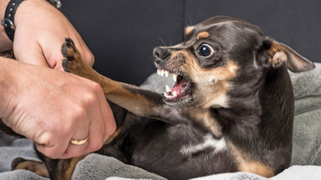 homeopatia-para-cães-acalmar