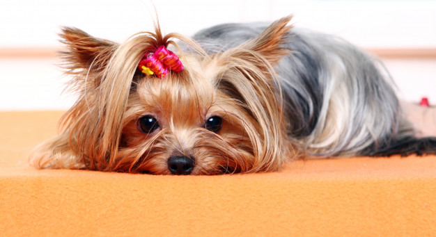 homeopatia-para-cães-ansiosos