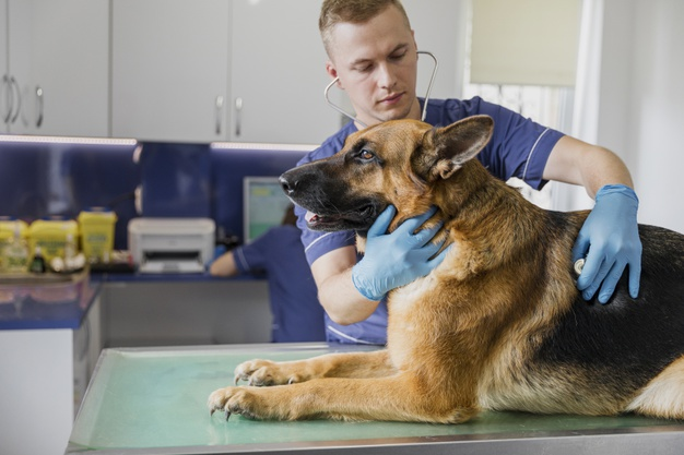 homeopatia-para-cães-remédio-homeopático-medicia-veterinária