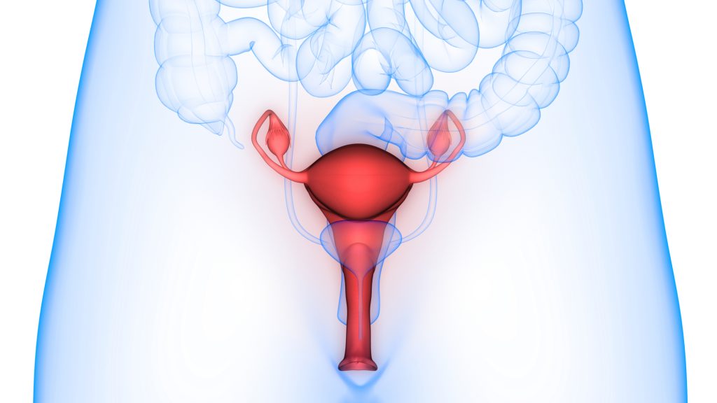Homeopatia para engravidar: Indutor de ovulação