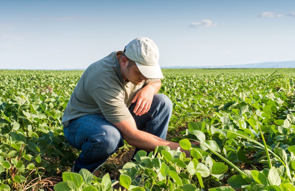 Quais são os tipos de fertilizantes orgânicos, suas vantagens e desvantagens?